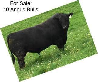 For Sale: 10 Angus Bulls