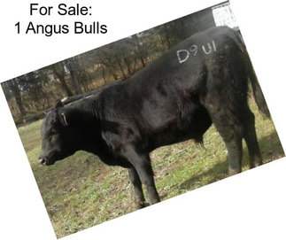 For Sale: 1 Angus Bulls