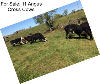 For Sale: 11 Angus Cross Cows
