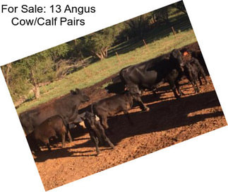 For Sale: 13 Angus Cow/Calf Pairs