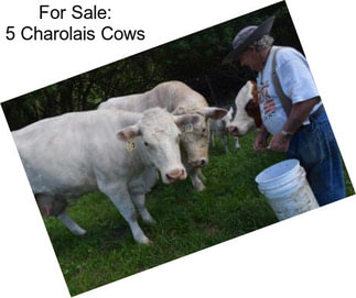 For Sale: 5 Charolais Cows