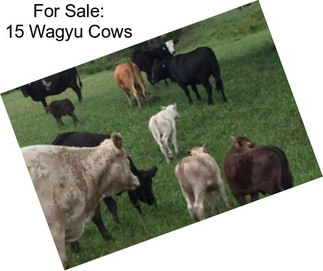 For Sale: 15 Wagyu Cows