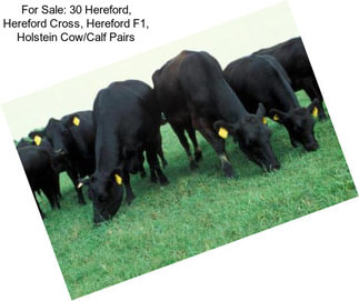 For Sale: 30 Hereford, Hereford Cross, Hereford F1, Holstein Cow/Calf Pairs