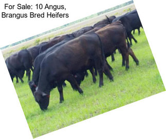 For Sale: 10 Angus, Brangus Bred Heifers