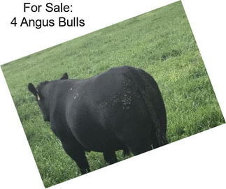 For Sale: 4 Angus Bulls