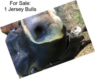 For Sale: 1 Jersey Bulls