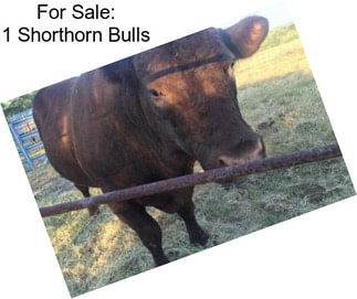 For Sale: 1 Shorthorn Bulls