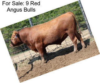 For Sale: 9 Red Angus Bulls