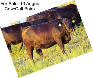 For Sale: 13 Angus Cow/Calf Pairs