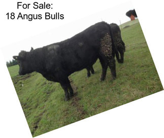 For Sale: 18 Angus Bulls