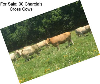 For Sale: 30 Charolais Cross Cows