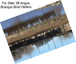For Sale: 68 Angus, Brangus Bred Heifers