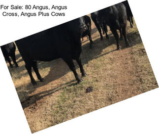 For Sale: 80 Angus, Angus Cross, Angus Plus Cows