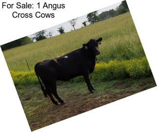 For Sale: 1 Angus Cross Cows