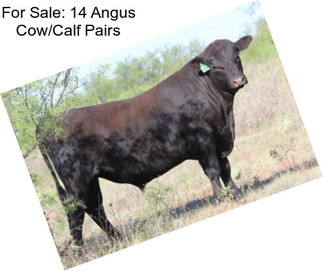 For Sale: 14 Angus Cow/Calf Pairs