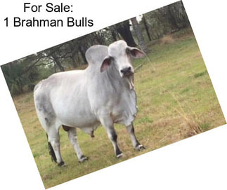 For Sale: 1 Brahman Bulls