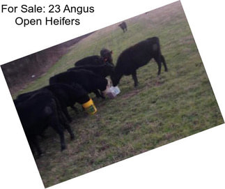 For Sale: 23 Angus Open Heifers