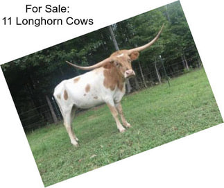 For Sale: 11 Longhorn Cows