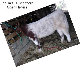 For Sale: 1 Shorthorn Open Heifers