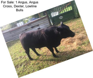For Sale: 1 Angus, Angus Cross, Dexter, Lowline Bulls