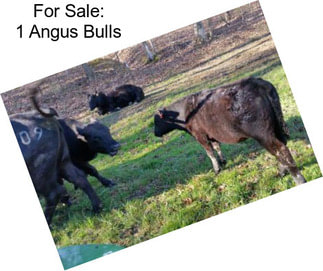 For Sale: 1 Angus Bulls