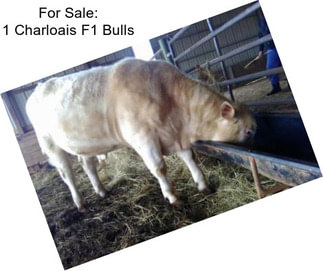 For Sale: 1 Charloais F1 Bulls