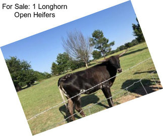 For Sale: 1 Longhorn Open Heifers