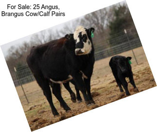 For Sale: 25 Angus, Brangus Cow/Calf Pairs