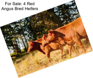 For Sale: 4 Red Angus Bred Heifers