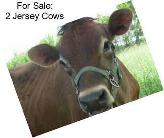 For Sale: 2 Jersey Cows