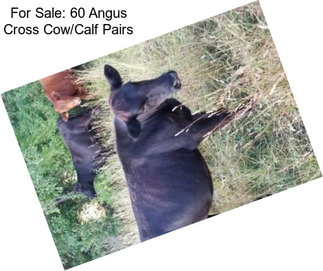 For Sale: 60 Angus Cross Cow/Calf Pairs