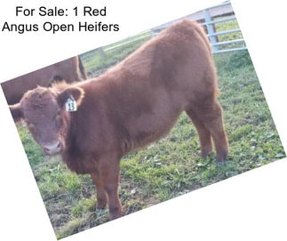 For Sale: 1 Red Angus Open Heifers