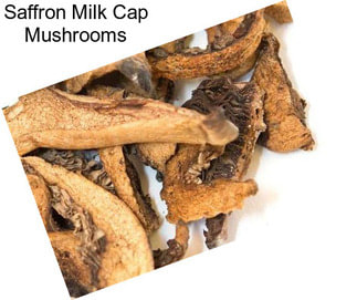 Saffron Milk Cap Mushrooms