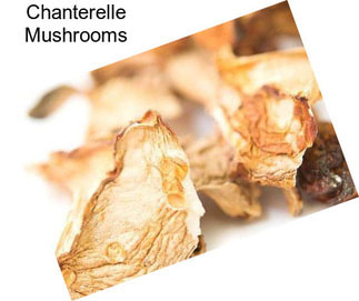 Chanterelle Mushrooms