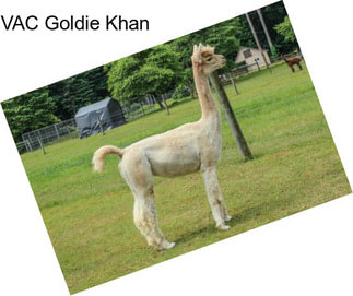 VAC Goldie Khan
