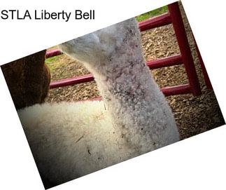 STLA Liberty Bell