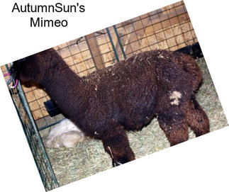 AutumnSun\'s Mimeo