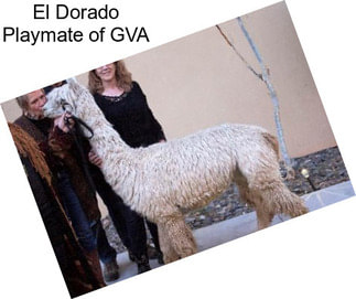 El Dorado Playmate of GVA