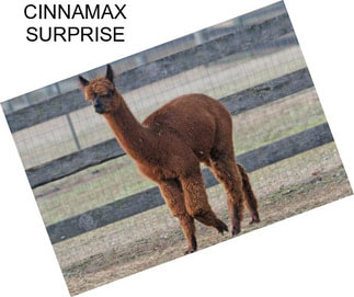 CINNAMAX SURPRISE