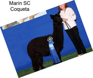 Marin SC Coqueta
