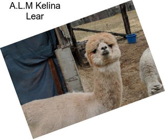 A.L.M Kelina Lear