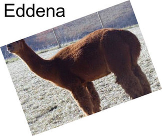 Eddena