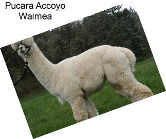 Pucara Accoyo Waimea