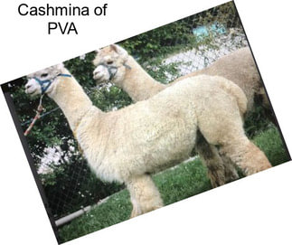 Cashmina of PVA