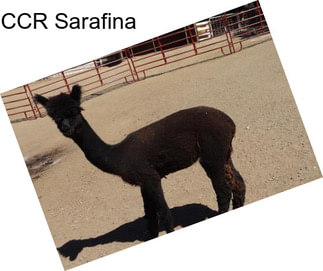 CCR Sarafina