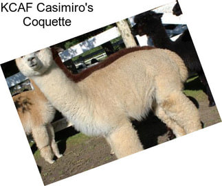 KCAF Casimiro\'s Coquette