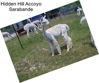 Hidden Hill Accoyo Sarabande