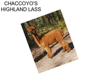 CHACCOYO\'S HIGHLAND LASS