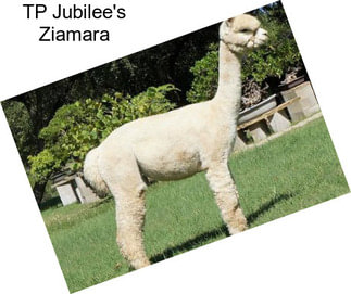 TP Jubilee\'s Ziamara