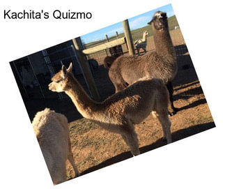 Kachita\'s Quizmo